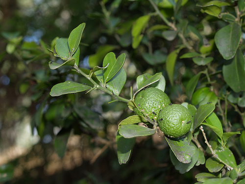 معرفی و راهنمای پرورش درختان میوه - لیموترش استرالیایی